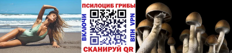 закладки  Кунгур  Галлюциногенные грибы GOLDEN TEACHER 